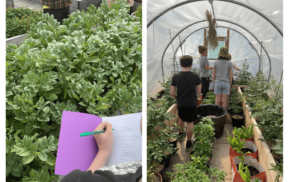 2 Images. Left: A Hazel Grove High School Eco Council student takes notes in the garden in front of fresh produce. Right: Students explore the polytunnel at The Landing.